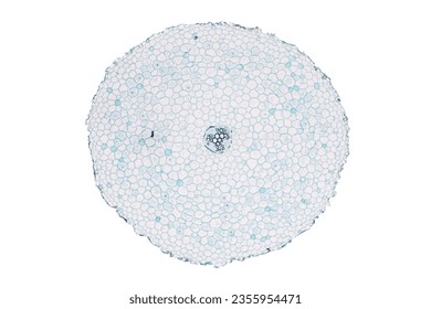 The study of plant tissues under the microscope in the laboratory.