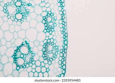 The study of plant tissues under the microscope in the laboratory.