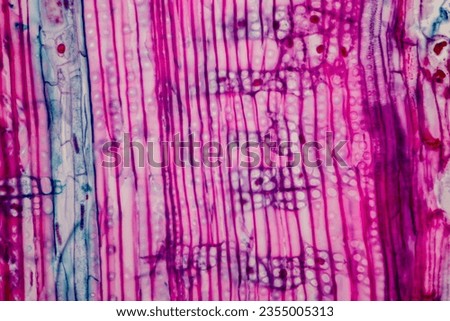 The study of plant tissues under the microscope in the laboratory.