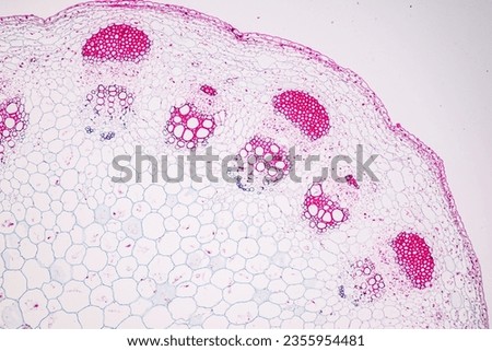 The study of plant tissues under the microscope in the laboratory.