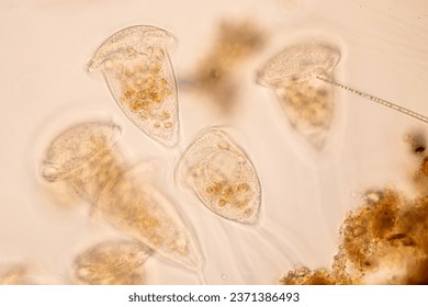 Study of Protozoa and Algae under the microscope for education.