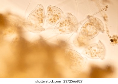 Study of Protozoa and Algae under the microscope for education.