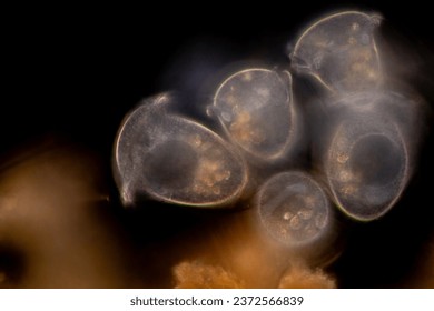 Study of Protozoa and Algae under the microscope for education.