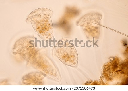 Study of Protozoa and Algae under the microscope for education.