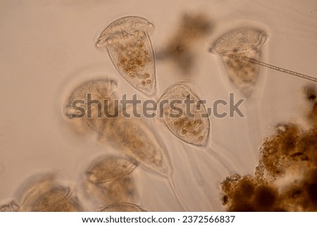 Study of Protozoa and Algae under the microscope for education.