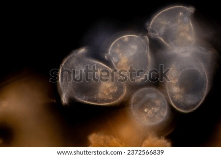 Study of Protozoa and Algae under the microscope for education.