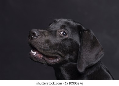 Study session with labrador retriever