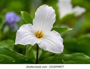 A study of a single White Trillium grandiflorum flower in early spring in a woodland setting