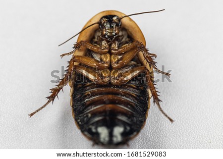 Study of the structure of Blaptica dubia, Dubia roach, also known as the orange-spotted roach in the laboratory.
