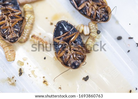 Study of the structure of Blaptica dubia, Dubia roach, also known as the orange-spotted roach in the laboratory.
