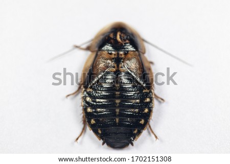 Study of the structure of Blaptica dubia, Dubia roach, also known as the orange-spotted roach in the laboratory.
