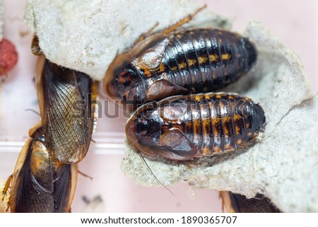 Study of the structure of Blaptica dubia, Dubia roach, also known as the orange-spotted roach in the laboratory.

