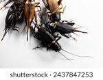 Study of the structure and characteristics of Gryllus bimaculatus in Laboratory.