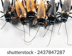 Study of the structure and characteristics of Gryllus bimaculatus in Laboratory.
