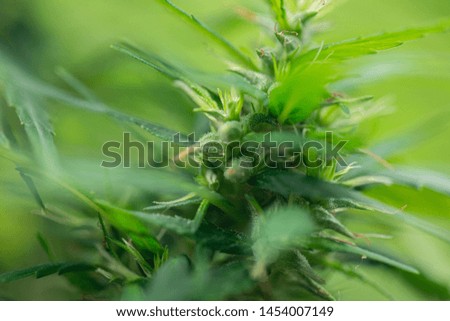 Study Structure of Marijuana leaves, Powder of Cannabis (Drugs) on a White background, For Analysis in laboratory.
