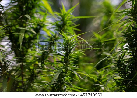 Study Structure of Marijuana leaves, Powder of Cannabis (Drugs) on a White background, For Analysis in laboratory.
