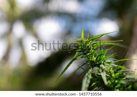 Study Structure of Marijuana leaves, Powder of Cannabis (Drugs) on a White background, For Analysis in laboratory.
