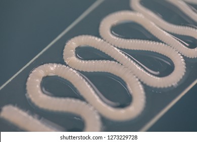 The study of Tapeworm infection is caused by ingesting food or water contaminated with tapeworm eggs or larvae in laboratory.
