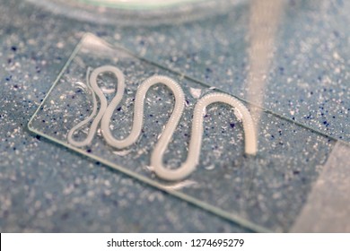 The study of Tapeworm infection is caused by ingesting food or water contaminated with tapeworm eggs or larvae in laboratory.
