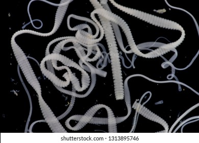 625 Tape worm Images, Stock Photos & Vectors | Shutterstock