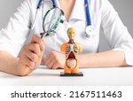 studying 3d human model with internal organs. Medical checkup concept. High quality photo