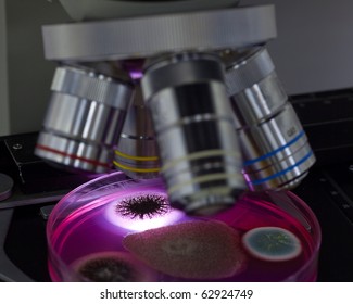 Studying Mold Under A Microscope From Food And Air.