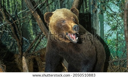 Stuffed adult Brown Bear in a fierce pose. Taxidermy bear with brown fur. Animal concept. Image for design.