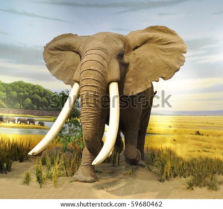 stuffed African  Elephant