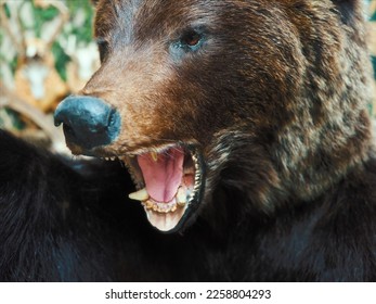 Stuffed animal. Brown bear head with open mouth. Animal grin with fangs. Evil predator.. - Shutterstock ID 2258804293