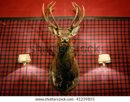 Stuffed animal of a deer in british pub interior