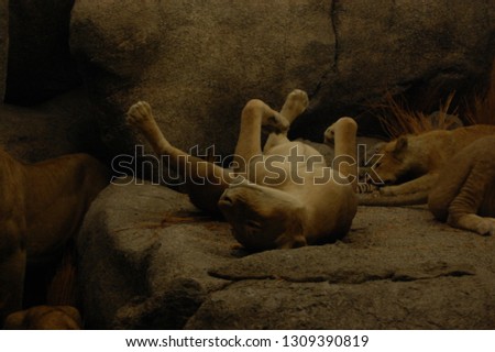 Stuffed Animals in Museum