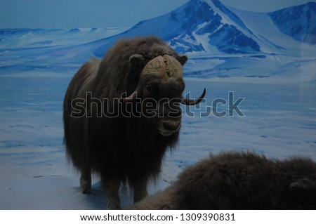 Stuffed Animals in Museum
