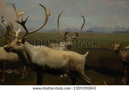 Stuffed Animals in Museum