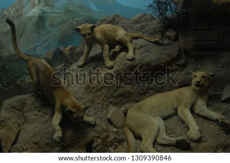 Stuffed Animals in Museum