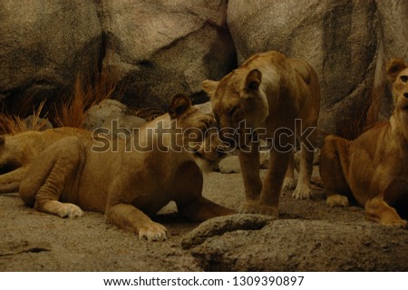Stuffed Animals in Museum