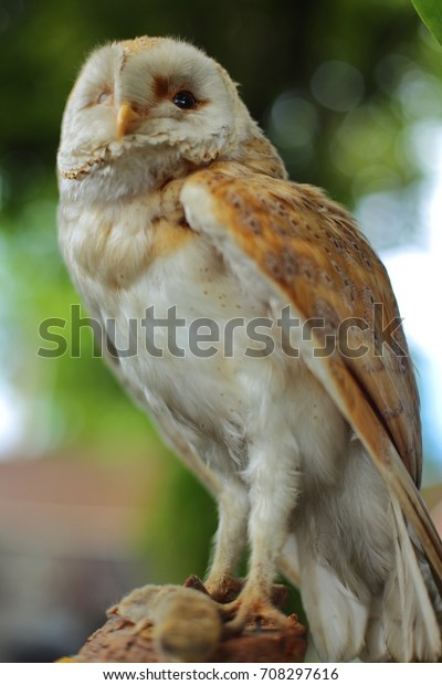 Stuffed Barn Owl Decorate Garden Bird Stock Photo Edit Now 708297616