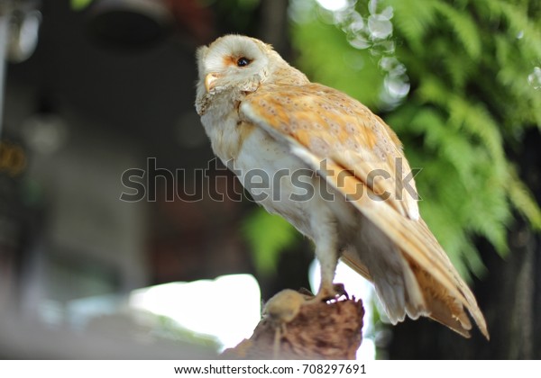 Stuffed Barn Owl Decorate Garden Bird Stock Photo Edit Now 708297691