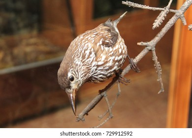 Stuffed Bird, Decorate In Garden. Bird Taxidermy