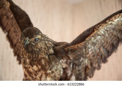 Stuffed bird of prey