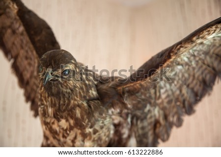 Stuffed bird of prey