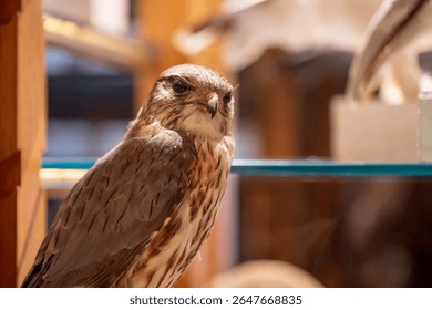 Stuffed bird with sharp beak and feathers