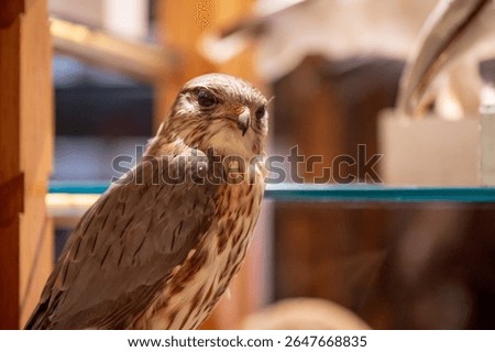 Stuffed bird with sharp beak and feathers