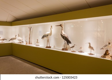 Stuffed Birds On Display In A Museum