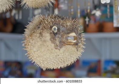 stuffed blowfish