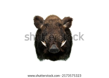 A stuffed boar with big fangs and an evil muzzle . Isolate.Taxidermy.