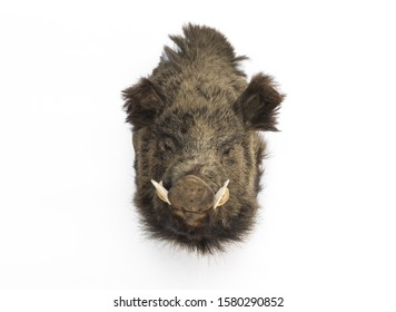 Stuffed Boar Head Isolated On White Background