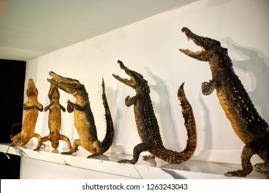 stuffed crocodiles