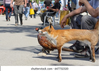 Stuffed dead animals. A fox and a pheasant posted on a wood base are standing in the street. Selective focus.