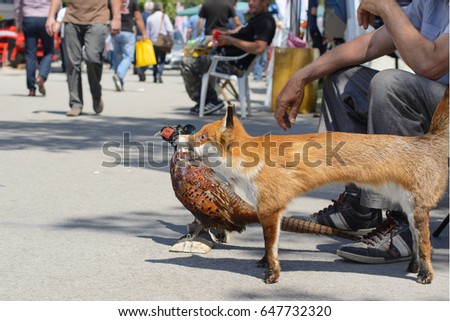 Stuffed dead animals. A fox and a pheasant posted on a wood base are standing in the street. Selective focus.