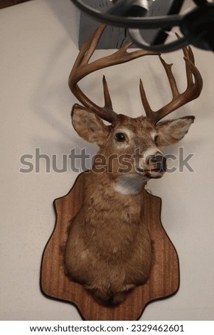 A stuffed deer head in an ancient house